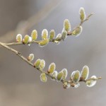Willow Catkins in early march