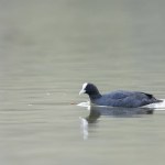 Common Coot Fulica atra running or swimming on a pond in France