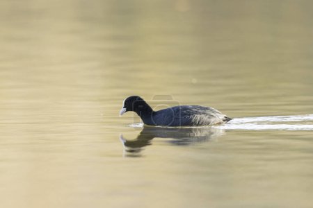 Photo for Common Coot Fulica atra running or swimming on a pond in France - Royalty Free Image
