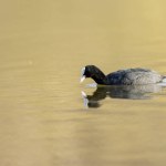 Common Coot Fulica atra running or swimming on a pond in France