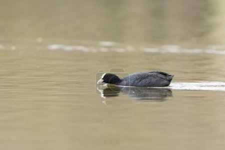 Photo for Common Coot Fulica atra running or swimming on a pond in France - Royalty Free Image