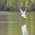 Laughing Gull Chroicocephalus ridibundus in acrobatic flight on a pond