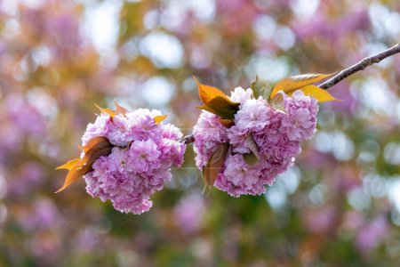 Photo for Cherry blossom during springtime - Royalty Free Image