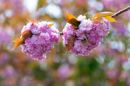 Photo for Cherry blossom during springtime - Royalty Free Image