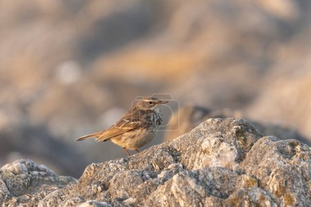 Photo for European Rock Pipit Anthus petrosus sitting and feeding on Brittany Coast - Royalty Free Image