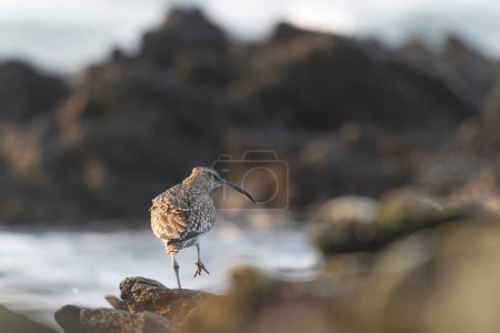 Photo for Eurasian Whimbrel Numenius phaeopus on rocky seashore in Brittany - Royalty Free Image