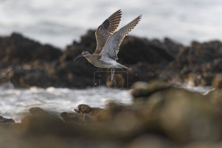 Téléchargez les photos : Eurasian Whimbrel Numenius phaeopus sur le littoral rocheux en Bretagne - en image libre de droit