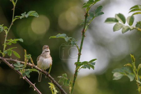 Photo for Garden warbler Sylvia borin male perched and singing in spring - Royalty Free Image