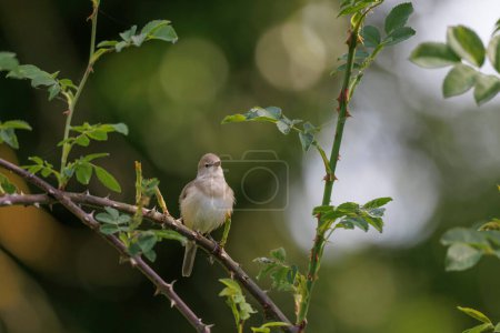 Photo for Garden warbler Sylvia borin male perched and singing in spring - Royalty Free Image