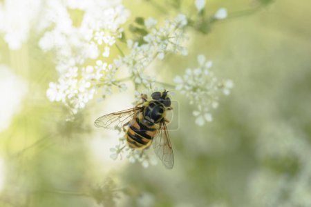 Téléchargez les photos : Hoverfly Syrphidae Myathropa arborea assis sur la fleur - en image libre de droit