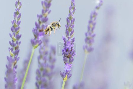 Photo for European wool carder bee Anthdium manicatum foraging on lavender - Royalty Free Image
