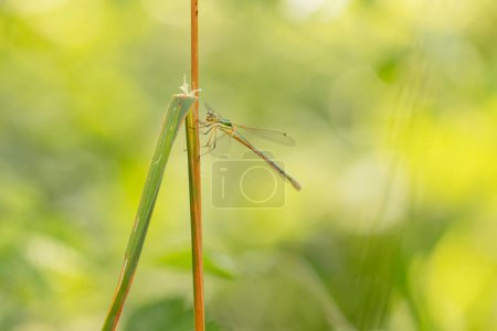 Téléchargez les photos : Lestidae Saule demoiselle d'émeraude Chalcolestes viridis assis sur l'herbe - en image libre de droit