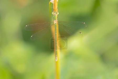 Téléchargez les photos : Lestidae Saule demoiselle d'émeraude Chalcolestes viridis assis sur l'herbe - en image libre de droit