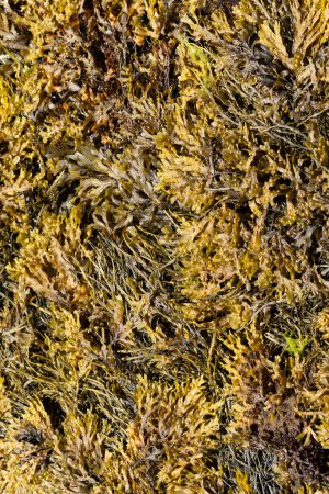 Photo for Seaweed on a Brittany beach - Royalty Free Image