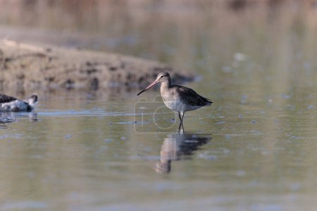 Photo for Black-tailed Godwit Limosa limosa in a swamp in northern Brittany - Royalty Free Image