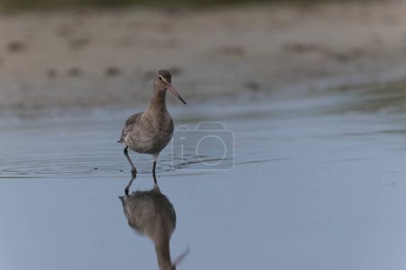 Photo for Black-tailed Godwit Limosa limosa in a swamp in northern Brittany - Royalty Free Image