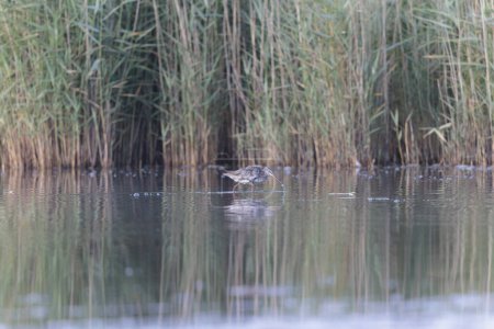 Photo for Spotted redshank wading in a swamp in Brittany, France - Royalty Free Image