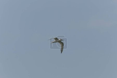 Photo for Sandwich Tern Thalasseus Sterna sandvicensis in a typical coastal habitat - Royalty Free Image