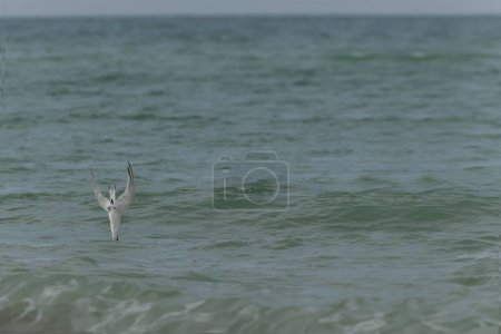 Photo for Sandwich Tern Thalasseus Sterna sandvicensis in a typical coastal habitat - Royalty Free Image