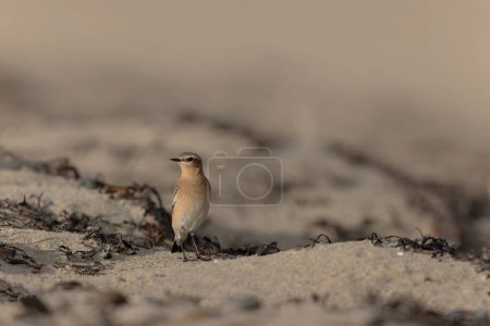 Photo for European Wheatear Oenanthe oenanthe from Cotentin, France - Royalty Free Image