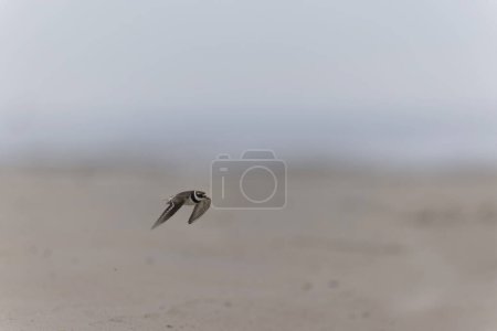 Téléchargez les photos : Pluvier annelé Charadrius hiaticula sur une plage de sable fin en Normandie - en image libre de droit