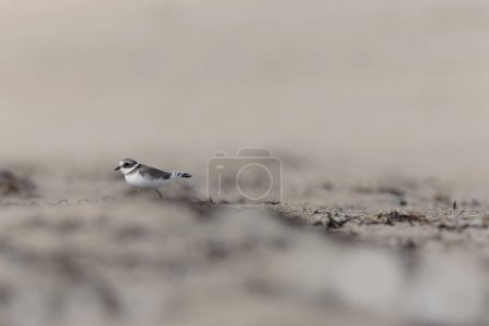 Foto de Chorro común anillado Charadrius hiaticula en una playa de arena en Normandía - Imagen libre de derechos