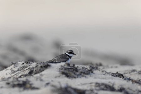 Téléchargez les photos : Pluvier annelé Charadrius hiaticula sur une plage de sable fin en Normandie - en image libre de droit