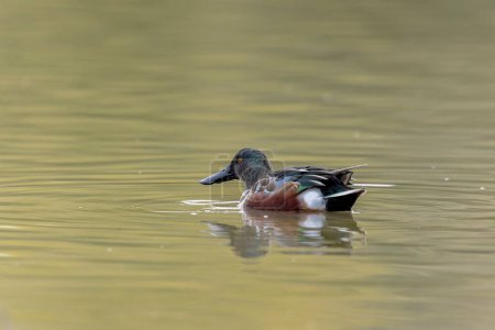 Téléchargez les photos : Spatule à museau court Spatule clypeata nageant sur un étang - en image libre de droit