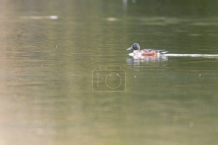 Téléchargez les photos : Spatule à museau court Spatule clypeata nageant sur un étang - en image libre de droit