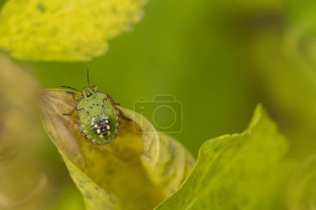 Photo for Pentatomidae Green stink bug Nezara viridula on a leaf - Royalty Free Image