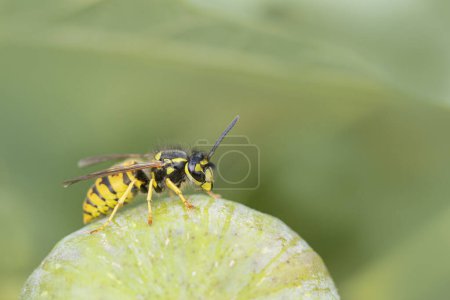 Photo for Common wasp Vespula germanica sitting on a leaf or fruit - Royalty Free Image