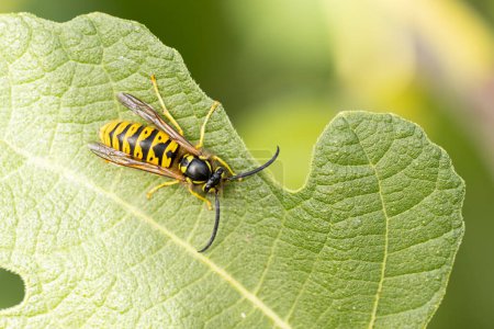 Photo for Common wasp Vespula germanica sitting on a leaf or fruit - Royalty Free Image