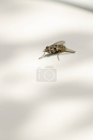 Photo for Common biting fly Stomoxys calcitrans in close view - Royalty Free Image