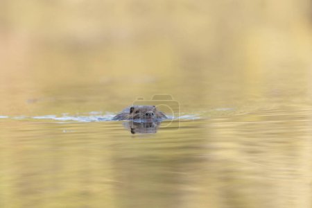 Téléchargez les photos : Nutria Coypu en gros plan Myocastor coypus nageant sur un étang - en image libre de droit
