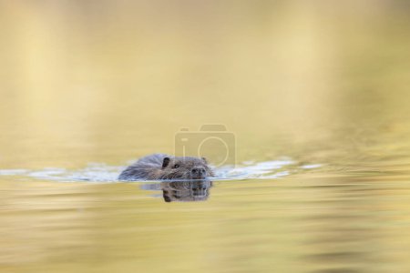 Téléchargez les photos : Nutria Coypu en gros plan Myocastor coypus nageant sur un étang - en image libre de droit