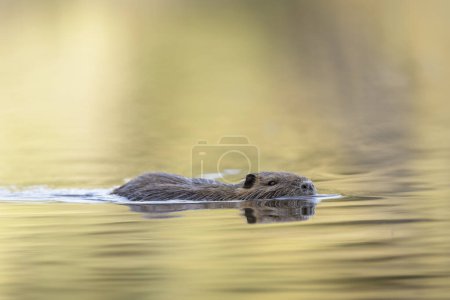 Nutria Coypu in close-up Myocastor coypus swimming on a pond