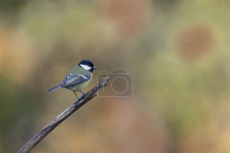 Foto de Great Tit Parus major, a passerine bird, perched - Imagen libre de derechos