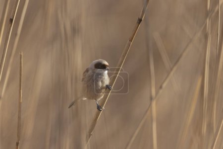 Téléchargez les photos : Eurasian penduline tit or European penduline tit Remiz pendulinus foraging on reed - en image libre de droit