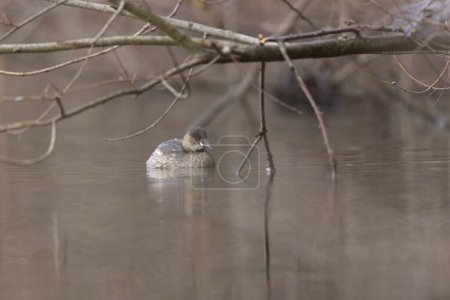 Photo for Little Grebe Tachybaptus ruficollis on a lake in Central France - Royalty Free Image