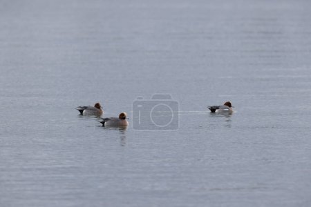 Mareca Anas Penelope Eurasian wigeon, a winter guest on the Rhine in Alsace, Eastern France