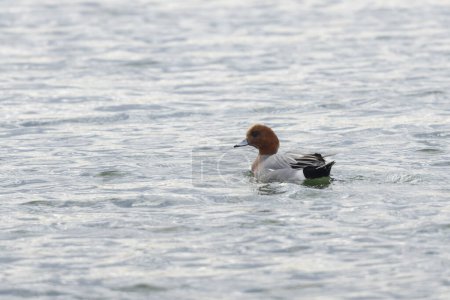 Mareca Anas Penelope Eurasian wigeon, a winter guest on the Rhine in Alsace, Eastern France
