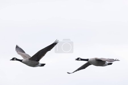 Photo for Canada goose swimming on a pond in the morning mist of a winter day - Royalty Free Image