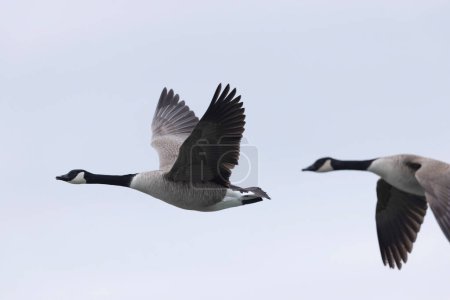 Photo for Canada goose swimming on a pond in the morning mist of a winter day - Royalty Free Image