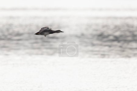 Gadwall Mareca Anas strepera swimming on a lake
