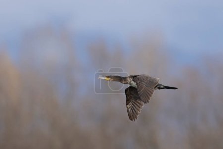 Kormoran Phalacrocorax carbo im Flug aus nächster Nähe