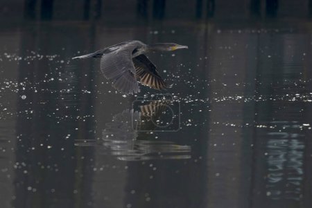 Grand Cormoran Phalacrocorax carbo en vue rapprochée en vol
