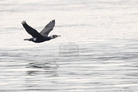 Great Cormorant Phalacrocorax carbo in close view in flight