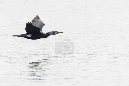 Great Cormorant Phalacrocorax carbo in close view in flight
