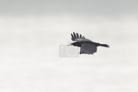 Carrión cuervo Corvus corone durante el invierno