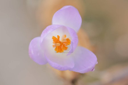 primer plano de las flores de azafrán a principios de primavera